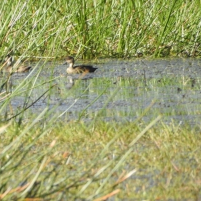 Anas gracilis (Grey Teal) at Nunnock Swamp - 3 Feb 2024 by KMcCue