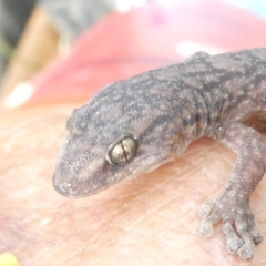 Christinus marmoratus (Southern Marbled Gecko) at Emu Creek Belconnen (ECB) - 5 Feb 2024 by JohnGiacon