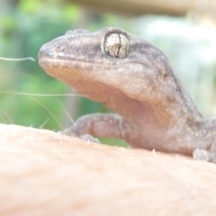 Christinus marmoratus at Undefined Area - 6 Feb 2024 08:30 AM