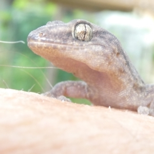 Christinus marmoratus at Undefined Area - 6 Feb 2024 08:30 AM