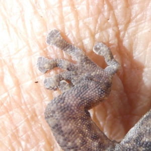 Christinus marmoratus at Emu Creek Belconnen (ECB) - 6 Feb 2024