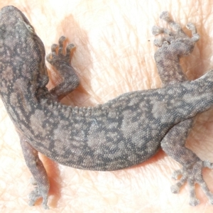 Christinus marmoratus at Emu Creek Belconnen (ECB) - 6 Feb 2024