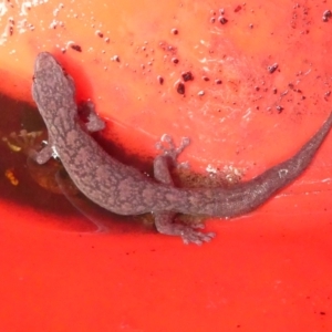 Christinus marmoratus at Emu Creek Belconnen (ECB) - 6 Feb 2024