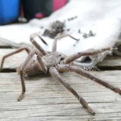 Isopeda canberrana (Canberra Huntsman Spider) at Flea Bog Flat to Emu Creek Corridor - 5 Feb 2024 by JohnGiacon