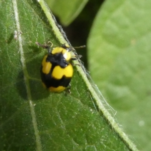 Illeis galbula at Emu Creek Belconnen (ECB) - 4 Feb 2024