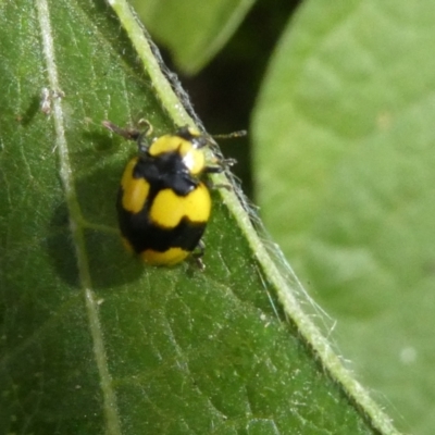 Illeis galbula (Fungus-eating Ladybird) at Emu Creek Belconnen (ECB) - 4 Feb 2024 by JohnGiacon