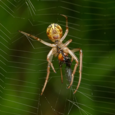 Unidentified Orb-weaving spider (several families) at Downer, ACT - 5 Feb 2024 by RobertD