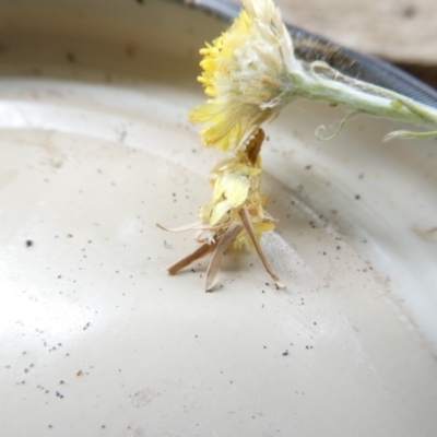 Heliocosma (genus - immature) (A tortrix or leafroller moth) at Belconnen, ACT - 4 Feb 2024 by JohnGiacon