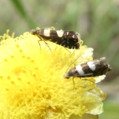 Glyphipterix chrysoplanetis (A Sedge Moth) at Belconnen, ACT - 4 Feb 2024 by JohnGiacon