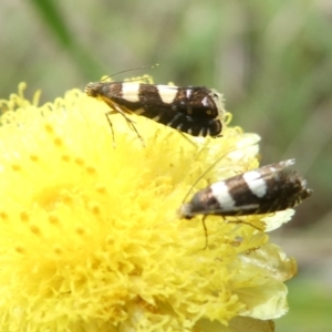 Glyphipterix chrysoplanetis at Emu Creek Belconnen (ECB) - 4 Feb 2024