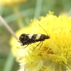 Glyphipterix chrysoplanetis at Emu Creek Belconnen (ECB) - 4 Feb 2024