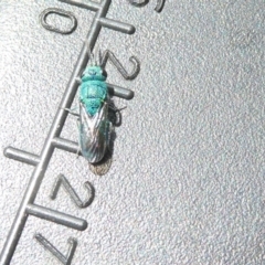 Chrysididae (family) (Cuckoo wasp or Emerald wasp) at Belconnen, ACT - 4 Feb 2024 by JohnGiacon
