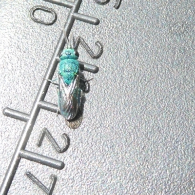 Chrysididae (family) (Cuckoo wasp or Emerald wasp) at Flea Bog Flat to Emu Creek Corridor - 4 Feb 2024 by JohnGiacon