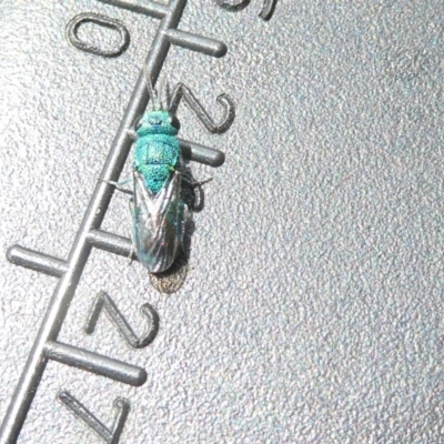 Chrysididae (family) (Cuckoo wasp or Emerald wasp) at Emu Creek Belconnen (ECB) - 4 Feb 2024 by JohnGiacon