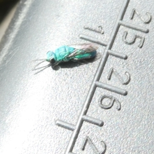 Chrysididae (family) at Undefined Area - 4 Feb 2024 11:08 AM