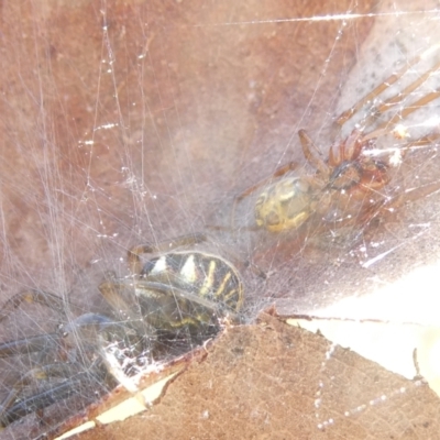 Deliochus pulcher (Beautiful Deliochus spider) at Flea Bog Flat to Emu Creek Corridor - 3 Feb 2024 by JohnGiacon