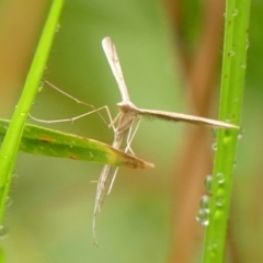 Unidentified Other moth at Wingecarribee Local Government Area - 5 Feb 2024 by Curiosity