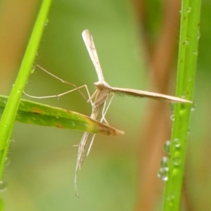 Hellinsia balanotes at Wingecarribee Local Government Area - 6 Feb 2024 09:35 AM