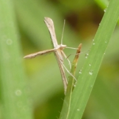 Hellinsia balanotes at Wingecarribee Local Government Area - 6 Feb 2024