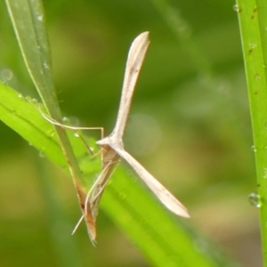 Hellinsia balanotes at Wingecarribee Local Government Area - 6 Feb 2024