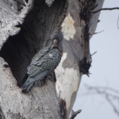 Callocephalon fimbriatum (Gang-gang Cockatoo) at Mount Mugga Mugga - 3 Feb 2024 by Mike