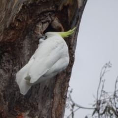 Cacatua galerita (Sulphur-crested Cockatoo) at Mount Mugga Mugga - 3 Feb 2024 by Mike