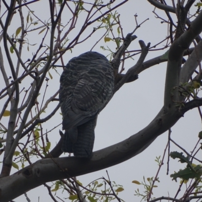 Callocephalon fimbriatum (Gang-gang Cockatoo) at O'Malley, ACT - 2 Feb 2024 by Mike