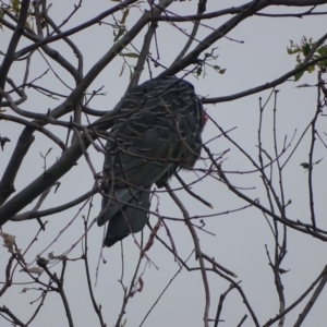 Callocephalon fimbriatum at Mount Mugga Mugga - suppressed