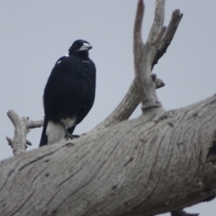 Gymnorhina tibicen (Australian Magpie) at GG243 - 3 Feb 2024 by Mike