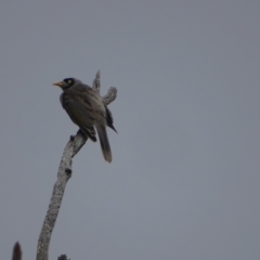 Manorina melanocephala (Noisy Miner) at Mount Mugga Mugga - 3 Feb 2024 by Mike