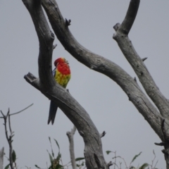 Platycercus eximius (Eastern Rosella) at Mount Mugga Mugga - 3 Feb 2024 by Mike