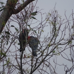 Callocephalon fimbriatum at Mount Mugga Mugga - 3 Feb 2024