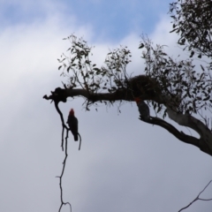 Callocephalon fimbriatum (Gang-gang Cockatoo) at Mount Mugga Mugga - 2 Feb 2024 by Mike