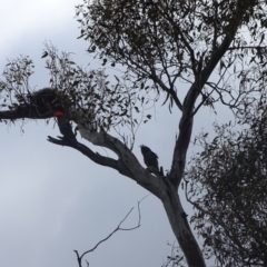 Callocephalon fimbriatum at Mount Mugga Mugga - suppressed