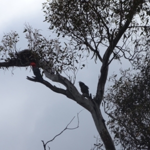 Callocephalon fimbriatum at Mount Mugga Mugga - 3 Feb 2024