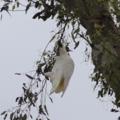 Cacatua galerita (Sulphur-crested Cockatoo) at GG214 - 2 Feb 2024 by Mike