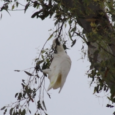 Cacatua galerita (Sulphur-crested Cockatoo) at GG126 - 2 Feb 2024 by Mike