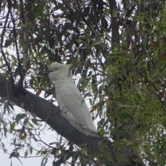 Cacatua galerita at Undefined Area - 3 Feb 2024 09:22 AM