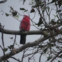 Eolophus roseicapilla (Galah) at O'Malley, ACT - 2 Feb 2024 by Mike