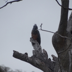 Callocephalon fimbriatum (Gang-gang Cockatoo) at Mount Mugga Mugga - 2 Feb 2024 by Mike