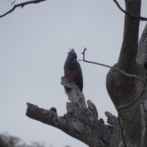 Callocephalon fimbriatum at Mount Mugga Mugga - 3 Feb 2024