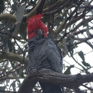 Callocephalon fimbriatum at Mount Mugga Mugga - 3 Feb 2024