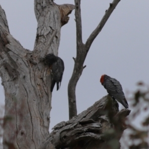 Callocephalon fimbriatum at Mount Mugga Mugga - 3 Feb 2024