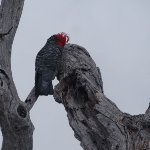 Callocephalon fimbriatum at Mount Mugga Mugga - 3 Feb 2024