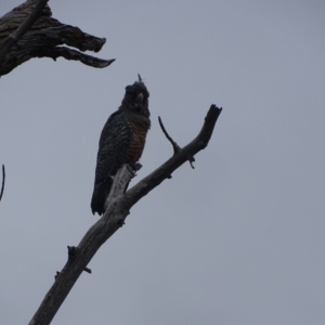 Callocephalon fimbriatum at Mount Mugga Mugga - 3 Feb 2024