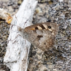 Geitoneura klugii (Marbled Xenica) at QPRC LGA - 25 Jan 2024 by RomanSoroka