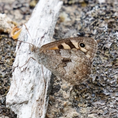 Geitoneura klugii (Marbled Xenica) at Tralee, NSW - 25 Jan 2024 by RomanSoroka