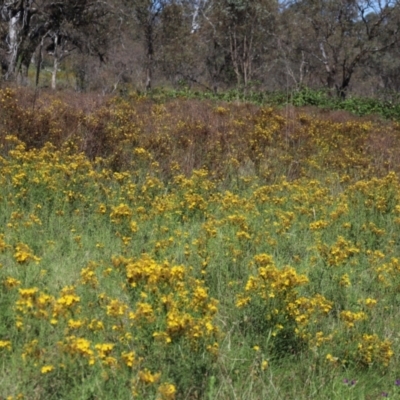 Hypericum perforatum (St John's Wort) at Mount Mugga Mugga - 1 Feb 2024 by Mike