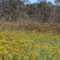 Hypericum perforatum at Mount Mugga Mugga - 2 Feb 2024