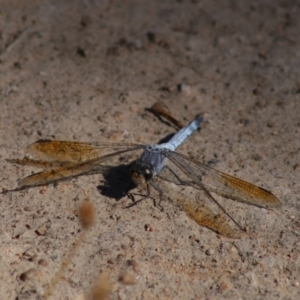 Orthetrum caledonicum at Mount Mugga Mugga - 2 Feb 2024